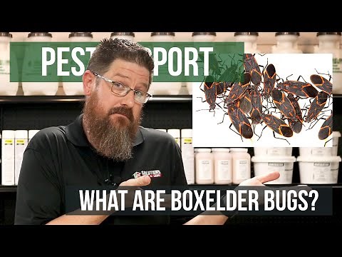 What are Boxelder Bugs? | Pest Support
