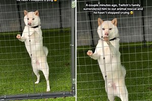 Shiba Inu surrendered to shelter—can't stop crying as family walks away
