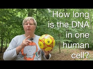 How long is all the DNA in one human cell?