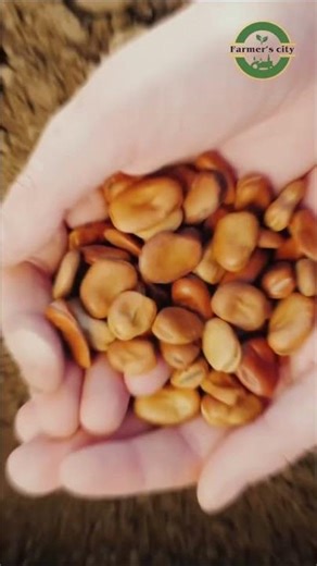 Right Seeds = Better Crops 🌱 | Smart Farming Tips for Farmers