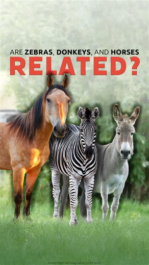 Though we have many different species today, they all descend from the original animal kinds that Noah brought aboard the ark. | Ark Encounter