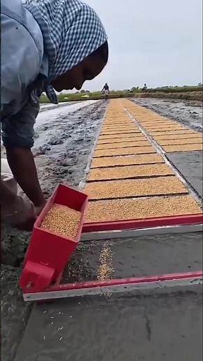 Why Indonesia Grows So Much Rice Amazing Rice Farming Technique That Boosts Harvest #facts