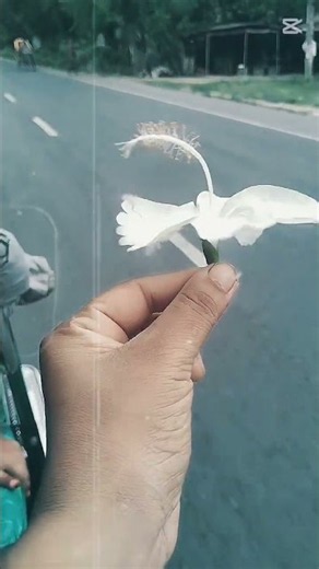 তোমার স্বপ্ন গুলো আমার চোখে হচ্ছে জড়োসড়ো