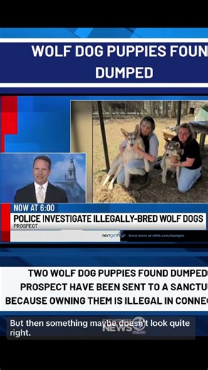 Wolf Dogs Are Illegal in Connecticut… But They Were Just Rescued