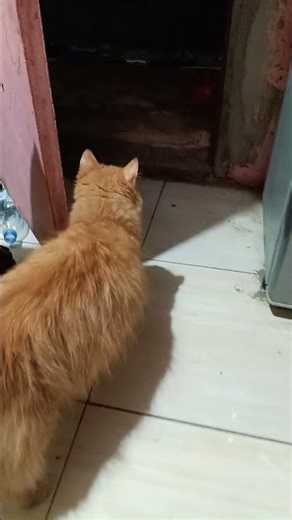 daily life of cats at home #cats #cute #pets #instacat #catlover #kittensofinstagram #animaloveras