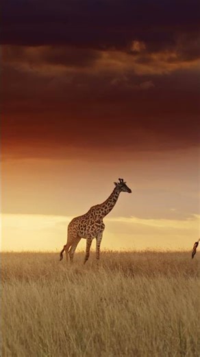 Giraffes at Sunset 🌅🐾 A Stunning Dusk Walk in the Wild