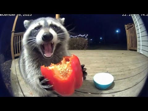 Animals Trying World's Spiciest Foods on Ring Cam | Funny CCTV Compilation