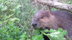 Turn up the volume and listen to me talk about beavers being herbivores, and the various types of plants they like to eat. #wildlife #beaver | Mike’s photos and videos of beavers