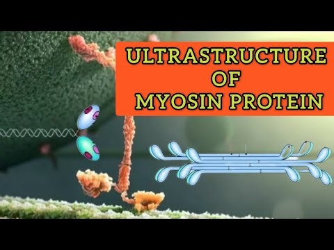 Ultra structure of Myosin Protein | Movement and Locomotion | Class 11 #biology #protein #sgclasses