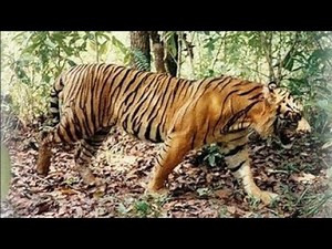 The Lost Majesty: The Extinction of the Bali Tiger
