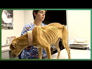 Emaciated Pitbull Collapses During Rescue | Animal Cops Houston | Love Animals