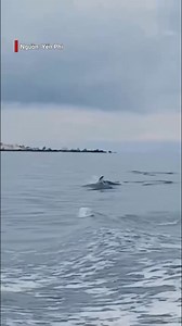 388K views · 8.1K reactions | ĐÀN CÁ HEO HƠN 20 CON XUẤT HIỆN TRÊN...