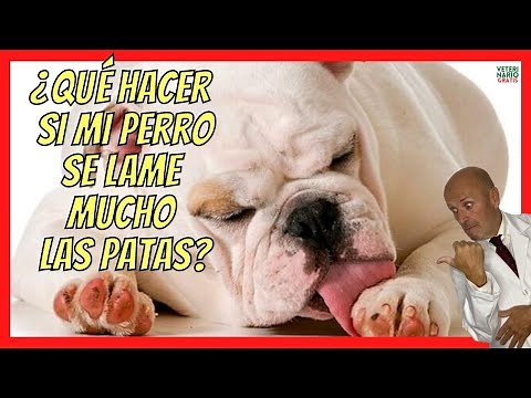 WHAT TO DO IF MY DOG LICKS HIS PAWS A LOT AND HAS THEM RED? PODODERMATITIS IN DOGS