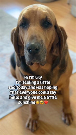 155K views · 12K reactions | Lily the bloodhound is feeling a little blue today, and she is always trying to give everyone her sunshine. I hope you can spare some for her today. I think she still misses George her brother that past away a short time ago. #bloodhound #hound #doglover #sad | Thebloodhoundlife1 | Facebook