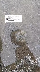 59K views · 2.1K reactions | Basically don't touch jellyfish 謁 #jellyfish #ctenophore #beachcombing #marinebiology #pnw | Nudibranch Nerd | Facebook