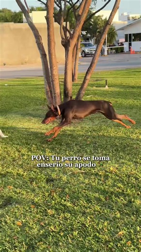 High-Performance 1HP Motor for Dogs
