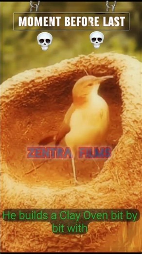 The Tiny Bird That Built a Perfect Home 🐦🏡 | Nature’s Amazing Craftsmanship#nature #birdnest #wild