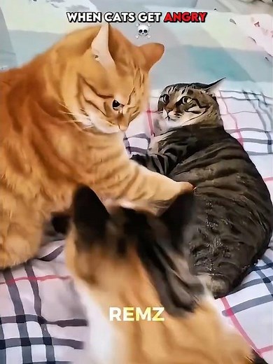 When cats get ANGRY 💀