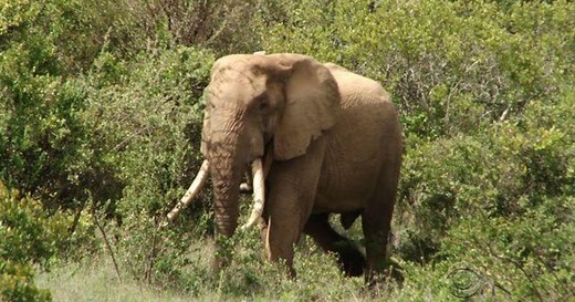 Legendary six-ton elephant, Mountain Bull, found dead