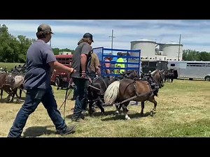 Ionia mini horse pulls 2024