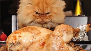 Look out, Grumpy Cat: Garfi 'angry cat' photos go viral