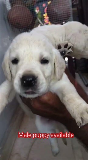 Male puppy avilable for sale 🐶