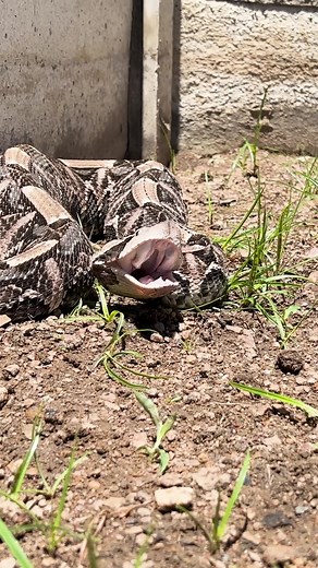 Gaboon Adder: Warning Hiss and Venomous Strike