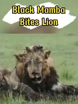What happens when the Black Mamba bites the Lion? #shorts