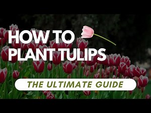 How To Plant Tulips - The Ultimate Guide