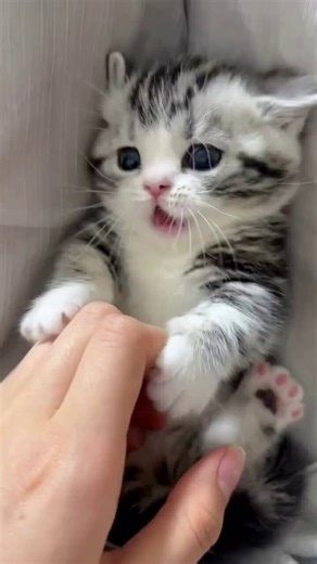 Silly little cats (@Cutekittycats_) on X