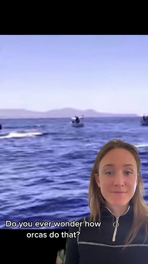 How sound waves create images i truly will never understand. Just add it to the list of reasons why orcas are so amazing! In fact, orcas’ echolocation allows them to detect prey 500 feet away—much further than they could locate with eyesight alone! The sounds orcas use to echolocate are called “click trains.” The human ear can hear some of the lower frequency click trains, but most are too high pitched for humans to hear. The craziest thing is that their echolocation is so good that orcas can te