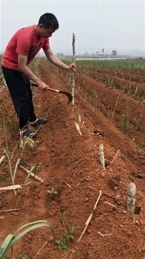 Sugarcane Replanting Technique