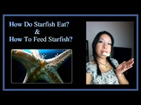 How Starfish Eat/ How To Feed
