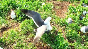 Zoom in of seagulls mating