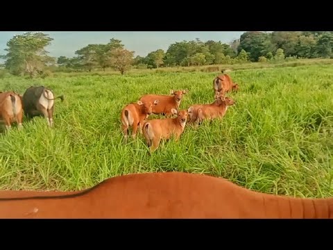 3 Male Bali Calves Seen in Our Bali Cattle Herd #balicattle #cattlelivestock