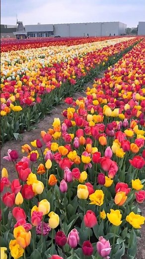 Campos de tulipanes, un mar de colores bajo el cielo holandés #tulipanes #nature #naturaleza