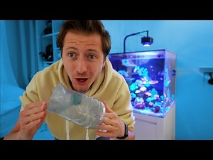 Build a fish trap for my aquarium!