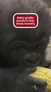 Zoo owners impressed by baby gorilla eating corn after just three months. | The Mirror