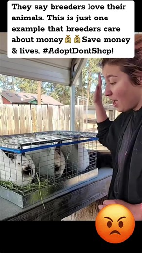 Responsible Animal Care: A Look Inside Breeding Practices