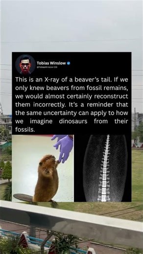 This is an X-ray of a beaver's tail. If we only knew beavers