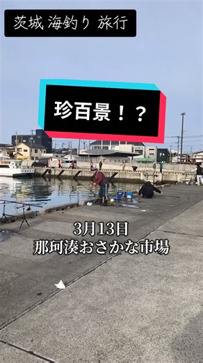 茨城海釣り旅行でのイワシ爆釣体験