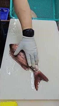 Incredible Red Snapper Filleting! 🐟🔪 Masterful Technique