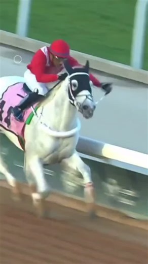 H⭕️rse Racing Away Days on Instagram: "🚨Stewards Report MOHIT ALBAHR - When in a clear lead over the concluding stages of the event , approx 75m from the post put in an awkward stride and stumbled unbalancing its rider and was eased thereafter by its rider finishing fourth across the line. A post race veterinary examination revealed the colt to be lame near fore (suspected soft tissue injury) during the event and was transported to the Equine hospital for further assessment. Trainer Sultan Bin