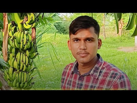 What Is Propping, Denavelling, Pseudo-stem & Desuckering In Banana #jrf #banana #horticulture #kheti