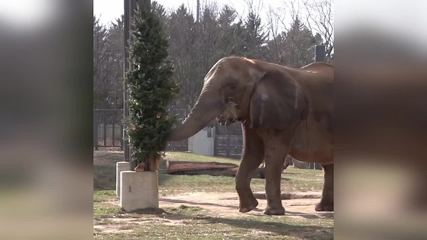 Elephants eat their Christmas tree at Milwaukee Zoo