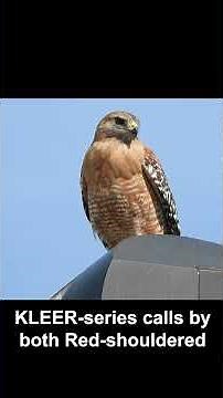 Red-shouldered Hawks Alarmed by Red-tailed Hawk (AUDIO ONLY w/o video) #birdsounds #california