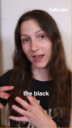 Is Your Cat Diluted? #shorts