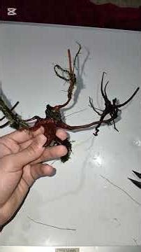 كيفية لصق طحلب جافا بالخشب لأحواض السمك How to stick Java moss to wood for aquariums #أسماك_زينة