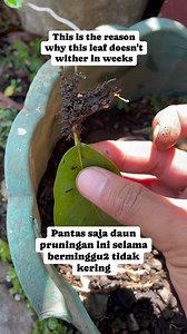 10K views · 108 reactions | This is the reason why these leaves do not wither after weeks, in some types of trees the leaves can grow roots but cannot grow buds. #bonsai #bonsaiwork #bonsaitree #bonsaiinspiration #bonsaiinspirasi #bonsaiart #bonsaiartist #bonsaiworld #bonsailovers #bonsailove #bonsaiworld #bonsaimania #bonsaiindonesia #bonsainusantara | Herman Key | Facebook