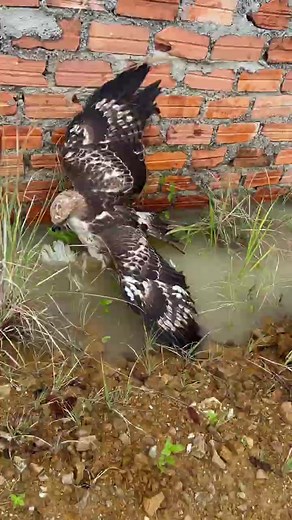 Hawk eagle attacks chicken 😲😯 #falconry #falcon #hawk #bird #raptor #wildlife #nature #conservation #education #training #hunting #sport #hobby #passion #love #respect #wildfalconry #birdofprey #freedom #soaring #freedomofflight #birdattack #birdattacks | Anime